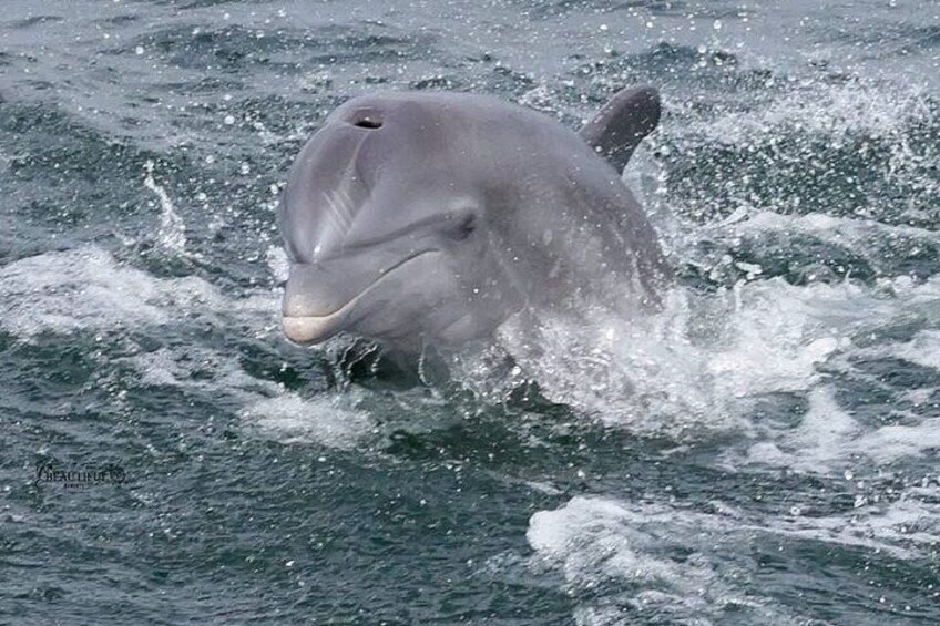 A dolphin leaping out of the water. 5