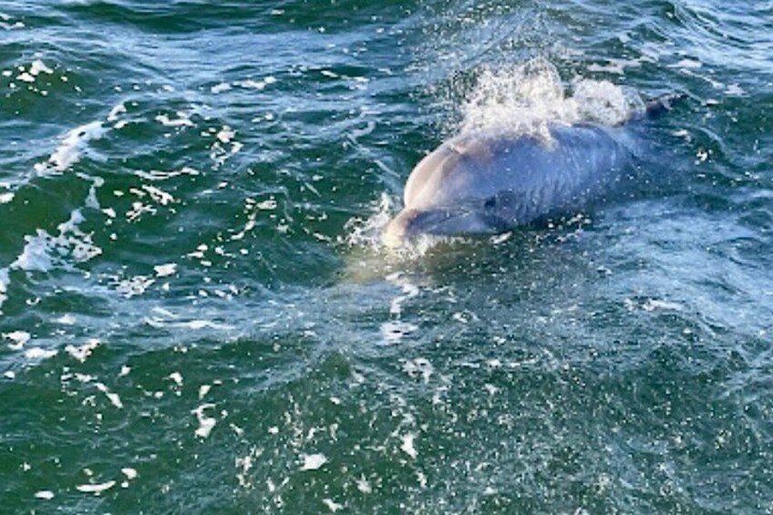 Un dauphin nageant dans l’océan. 2