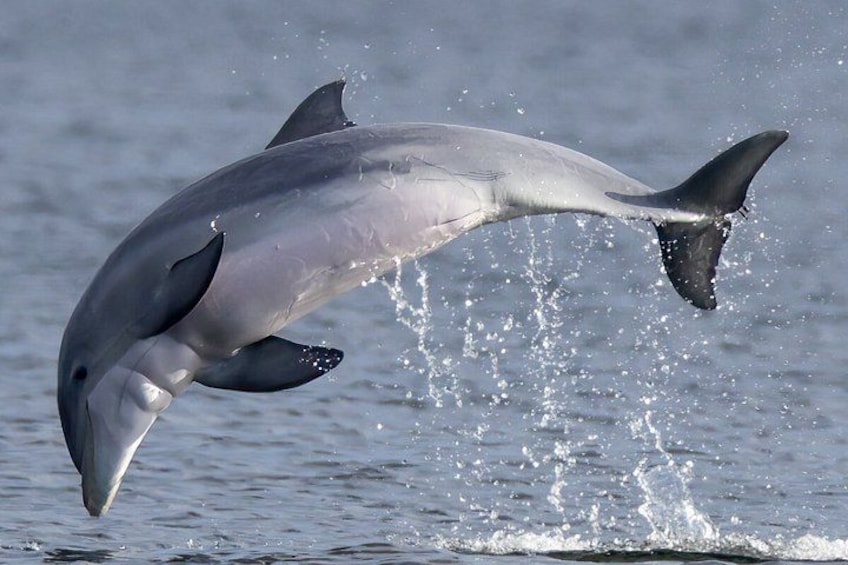 A dolphin leaping out of the water with a splash. 5
