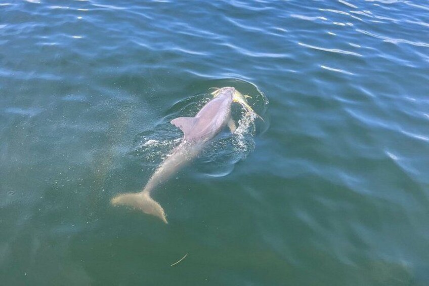 Shared Dolphin Cruise in Pensacola Beach | Frisky Mermaid 3