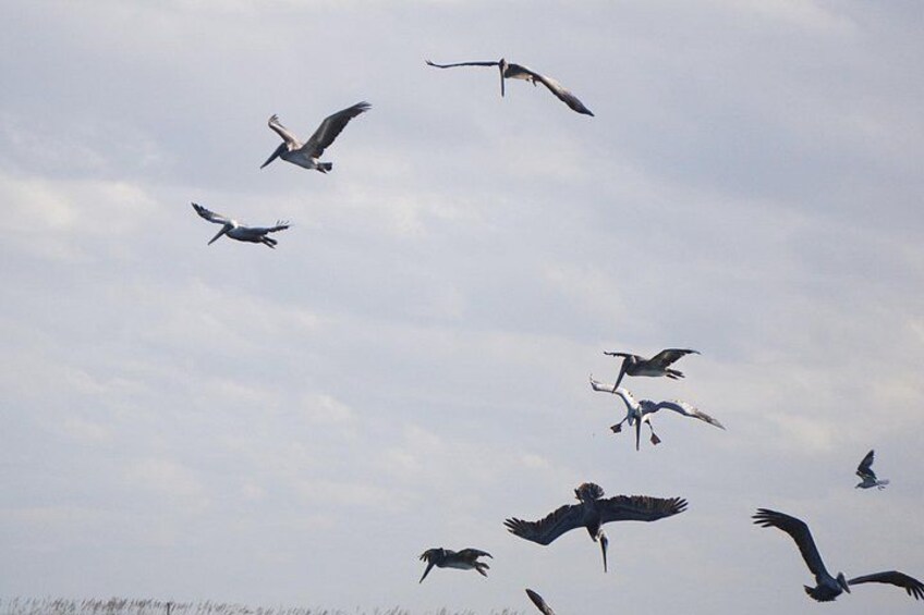 Un gruppo di uccelli vola nel cielo. 4