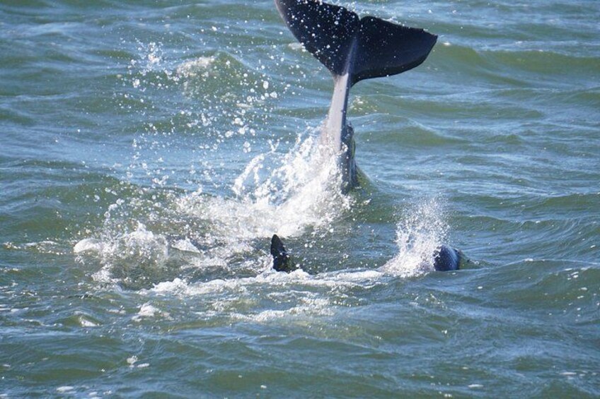 Un'orca che esce dall'acqua, sollevando spruzzi. 2