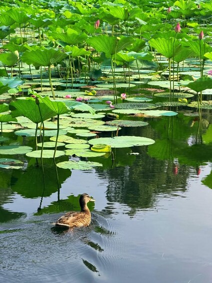 Picture 3 for Activity Beijing: Summer Palace, Royal River Cruise, lotus & Map 2
