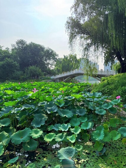 Picture 4 for Activity Beijing: Summer Palace, Royal River Cruise, lotus & Map 5