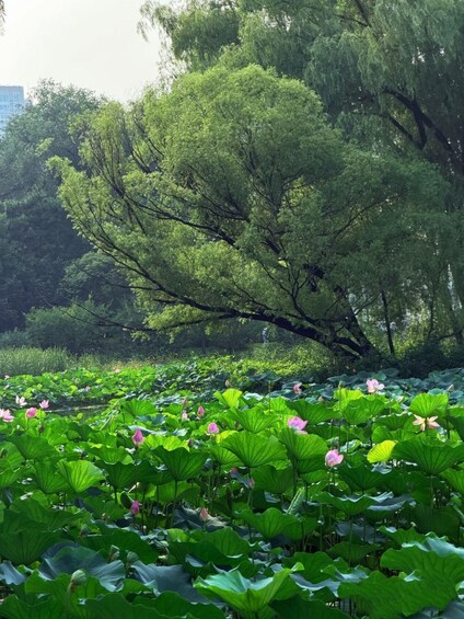 Picture 2 for Activity Beijing: Summer Palace, Royal River Cruise, lotus & Map 4