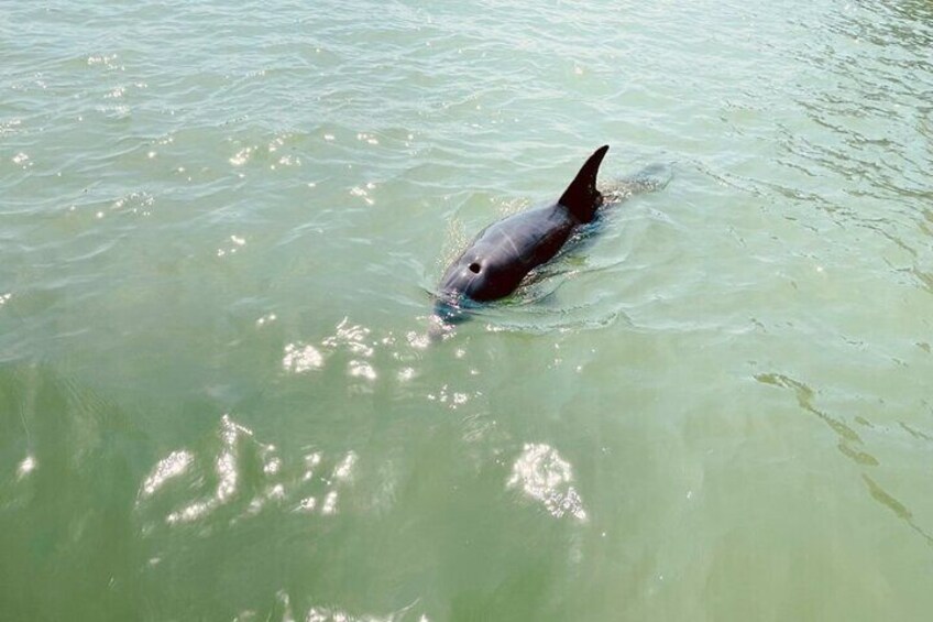A dolphin swimming in greenish water. 1