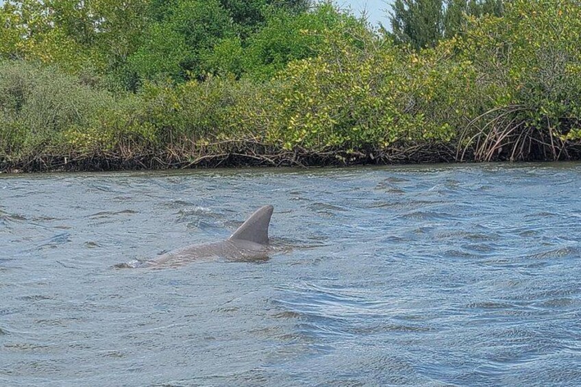 Un tiburón nadando en un cuerpo de agua con vegetación densa al fondo. 5