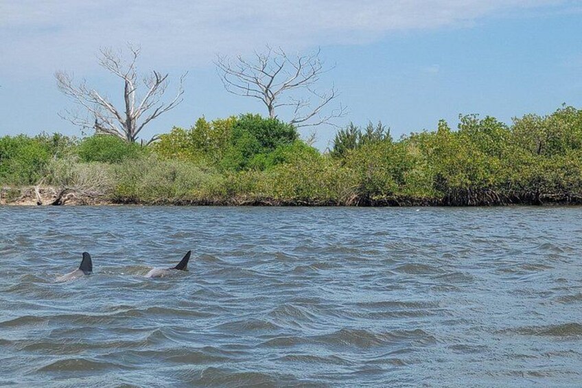 Una masa de agua tranquila con dos delfines nadando. 2