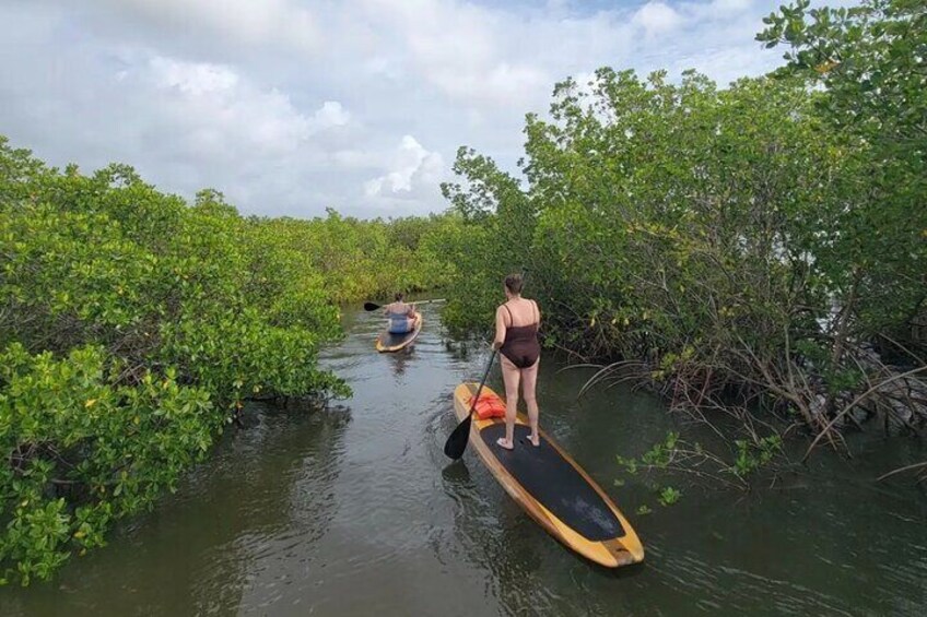 En person står på paddleboard i et mangroveområde med frodig vegetation, og en anden person er i en båd i baggrunden. 5