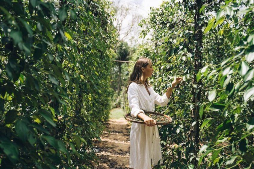 Eine Person erntet Kaffeekirschen in einem üppigen, grünen Obstgarten. 3