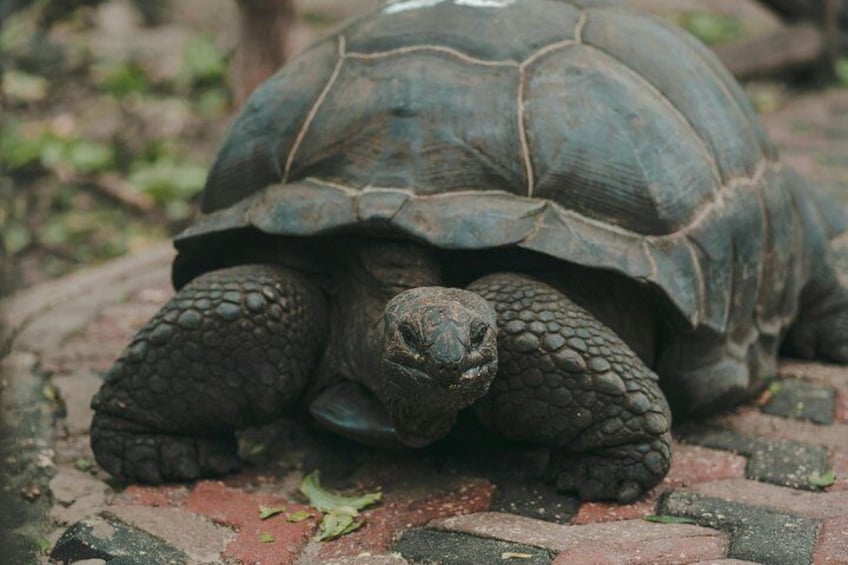 Una tartaruga su una superficie pavimentata. 3