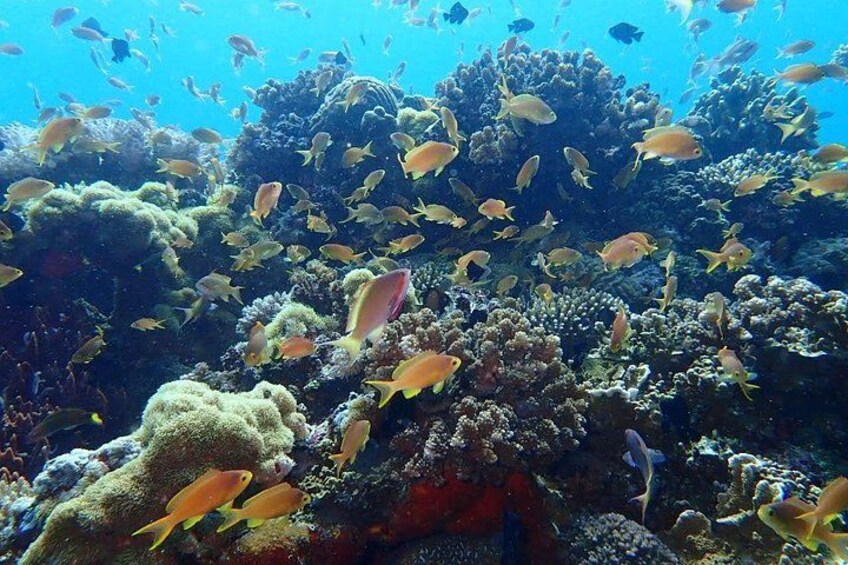 A vibrant coral reef with diverse fish species and coral formations. 2