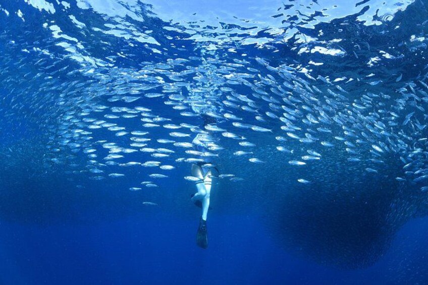 Beginner Scuba Diving in Moalboal | Safe & Easy Experience 2