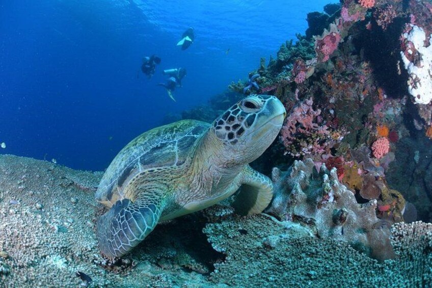 Beginner Scuba Diving in Moalboal | Safe & Easy Experience 1