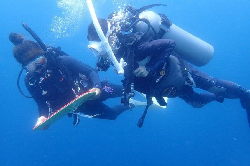 Beginner Scuba Diving in Moalboal | Safe & Easy Experience 4