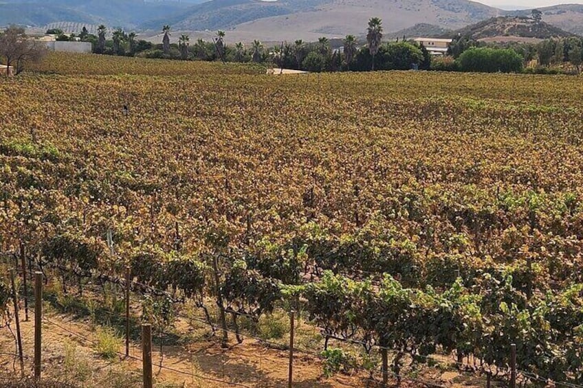 Un vignoble avec des rangées de vignes, un paysage vallonné en arrière-plan et un ciel dégagé. 4