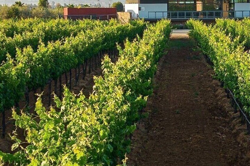 Un vignoble avec des rangées de vignes et un bâtiment en arrière-plan. 3