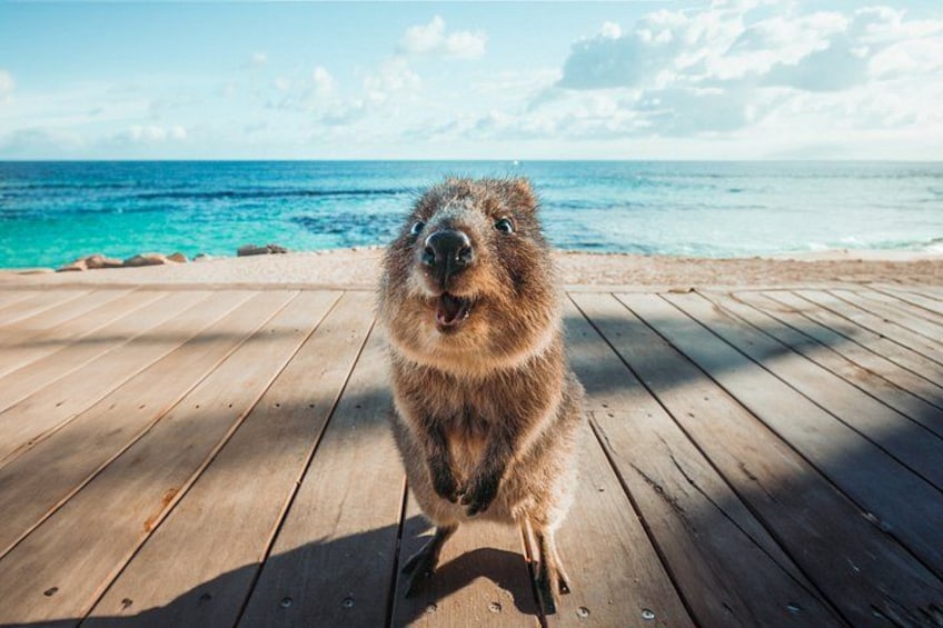 Private All-inclusive Rottnest Island Luxury Tour from Perth 3