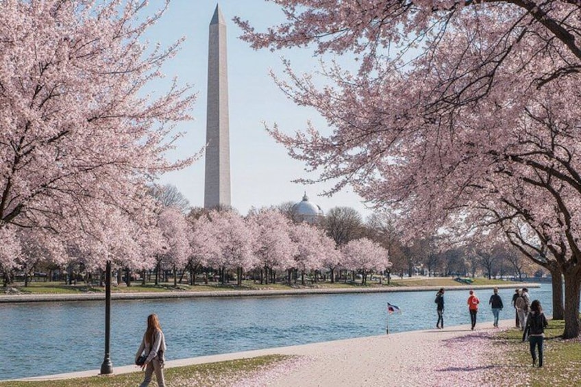 Cherry blossoms, a river, and the Washington Monument. 3