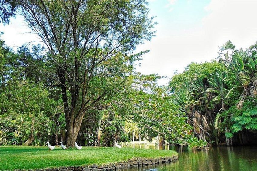Un grande albero, uno stagno e degli anatroccoli. 2