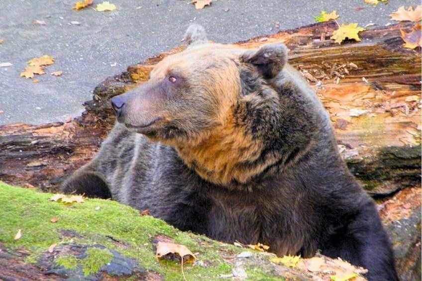 A bear sitting on a log surrounded by fallen leaves. 4