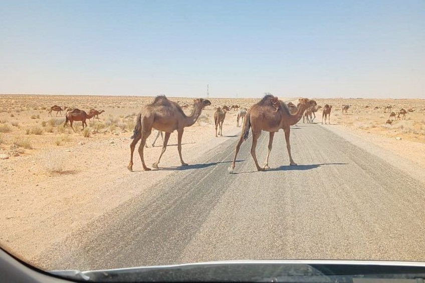 A road with camels crossing. 2