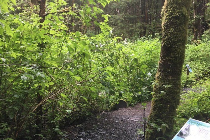 A forested area with a dirt path, dense green foliage, and a moss-covered tree. 2