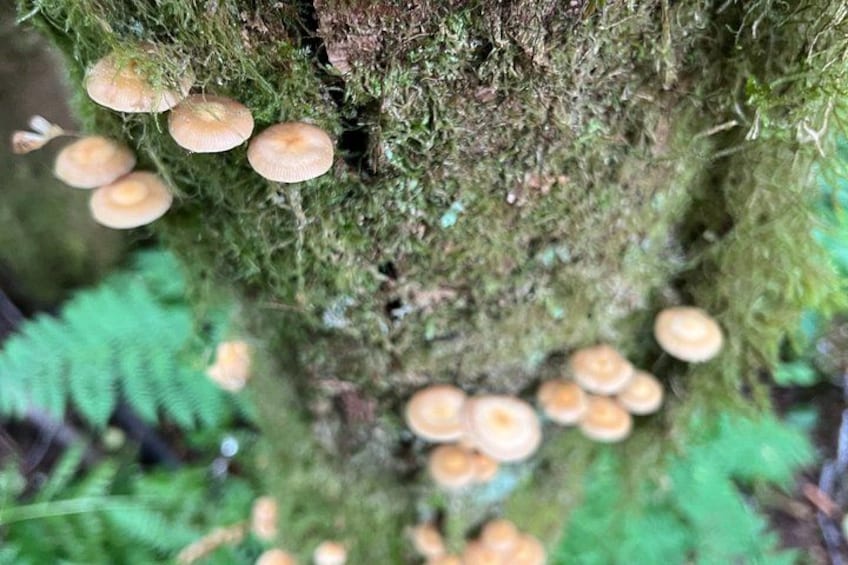 A tree trunk covered with green moss and clusters of small, light brown mushrooms. 3