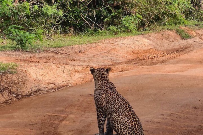 A leopard on a dirt road with greenery in the background. 5