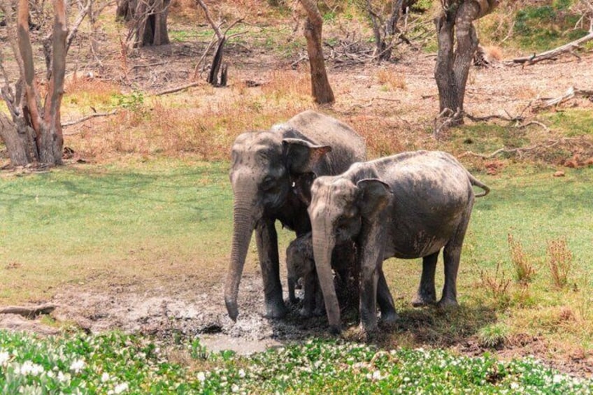 7-Hour Wildlife Shared Jeep Safari in Yala National Park 4