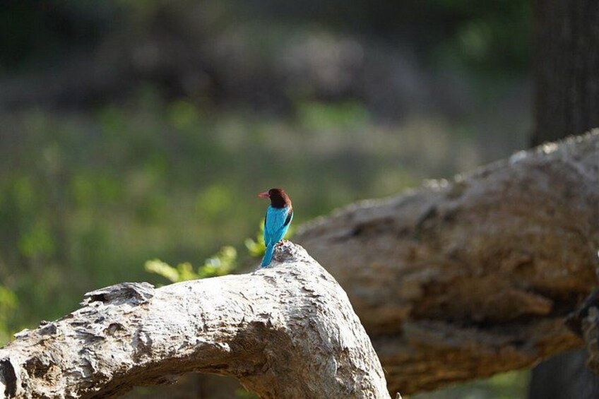 7-Hour Wildlife Shared Jeep Safari in Yala National Park 4