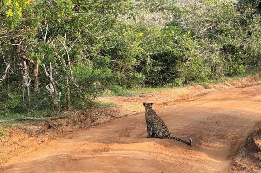 A leopard sitting on a dirt road surrounded by dense vegetation. 2