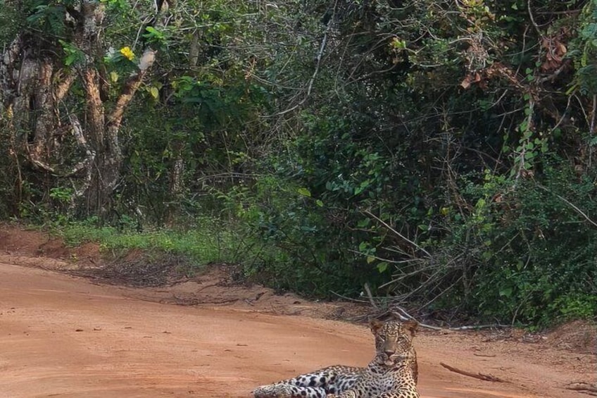 A leopard lying on a dirt road with dense vegetation on either side. 1
