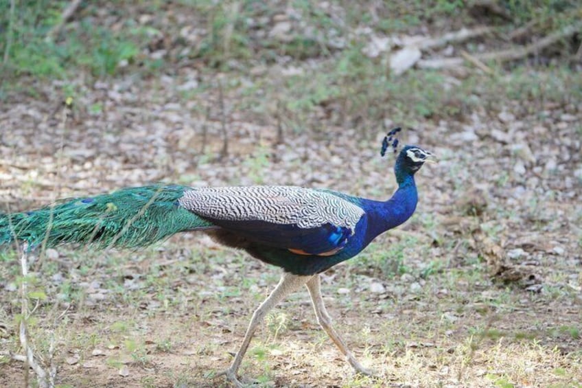 7-Hour Wildlife Shared Jeep Safari in Yala National Park 2