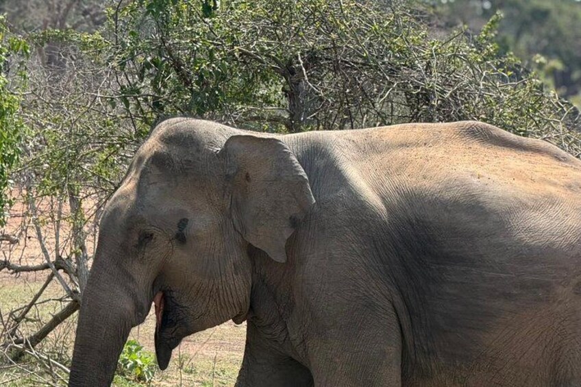 7-Hour Wildlife Shared Jeep Safari in Yala National Park 5