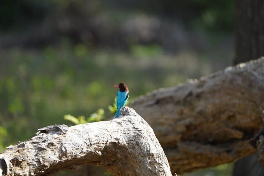 7-Hour Wildlife Shared Jeep Safari in Yala National Park 5