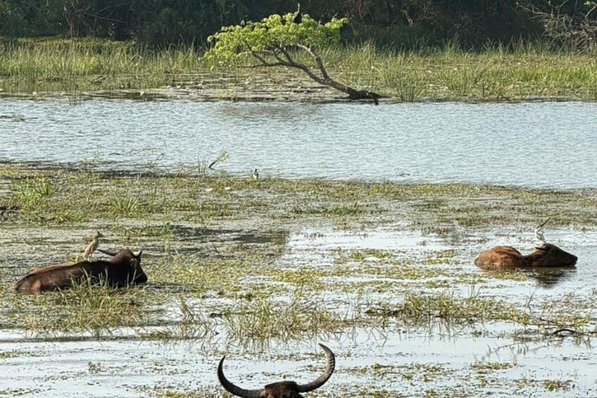 7-Hour Wildlife Shared Jeep Safari in Yala National Park 3