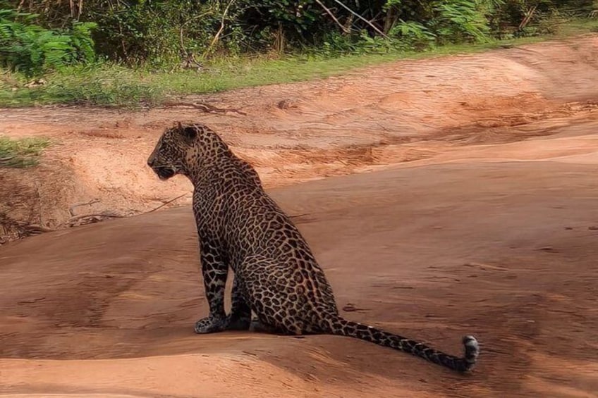 A leopard sitting on a dirt road with greenery in the background. 4