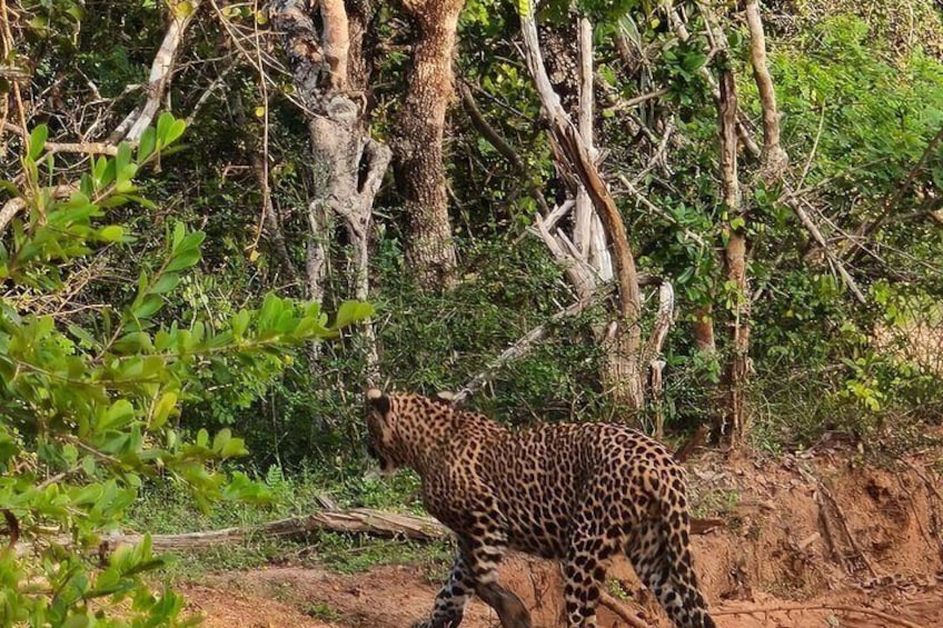 A leopard walking through a forested area with trees and underbrush. 3