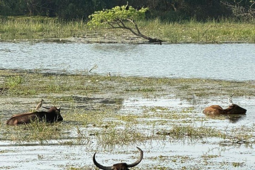 7-Hour Wildlife Shared Jeep Safari in Yala National Park 3
