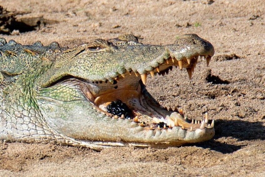 Un cocodrilo con la boca bien abierta, mostrando dientes afilados y un interior oscuro. 4