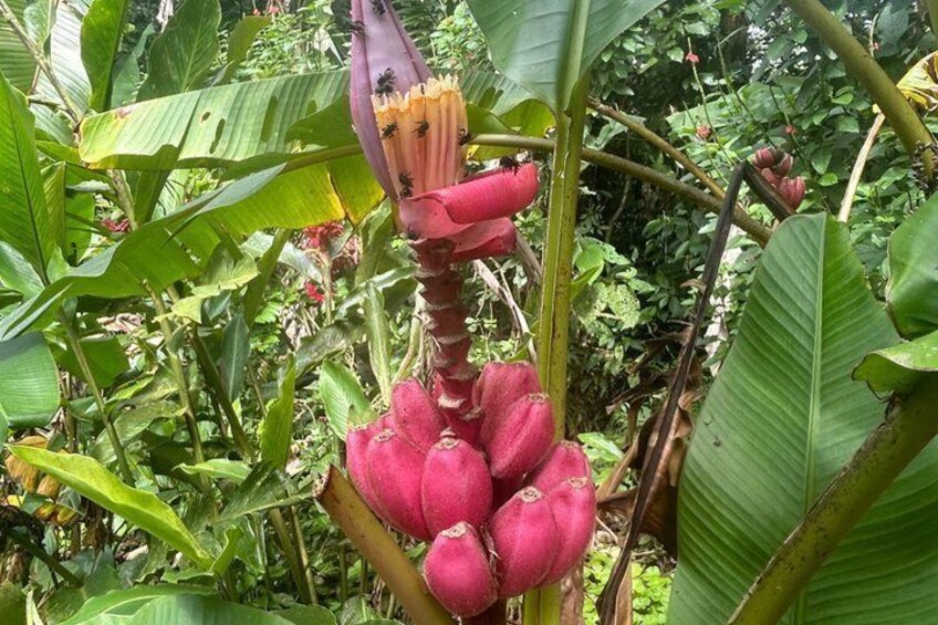 Rainforest Wonders, waterfall & Only walkable live crater 3