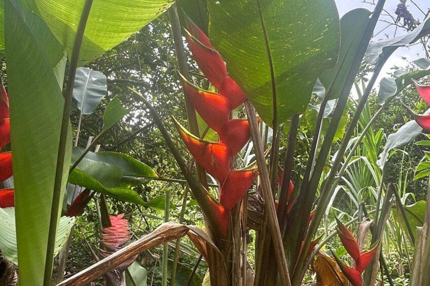 Rainforest Wonders Waterfall Only Walkable Live Crater 2
