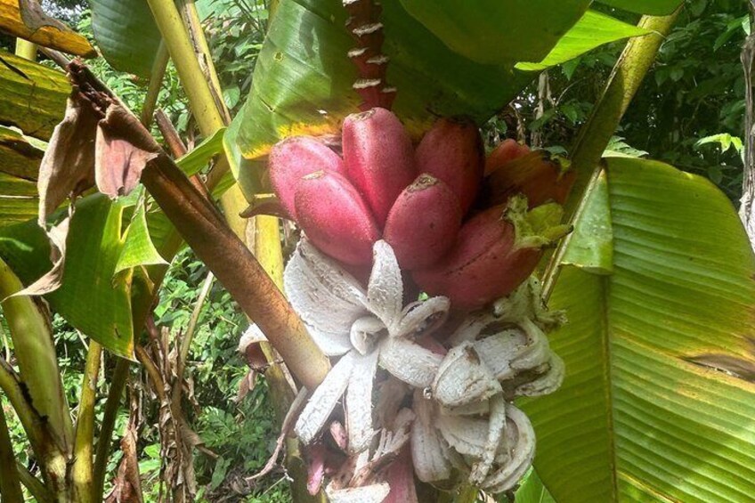 Rainforest Wonders, waterfall & Only walkable live crater 4