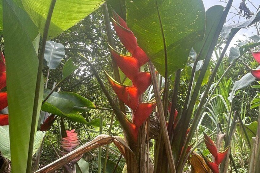 Rainforest Wonders, waterfall & Only walkable live crater 2