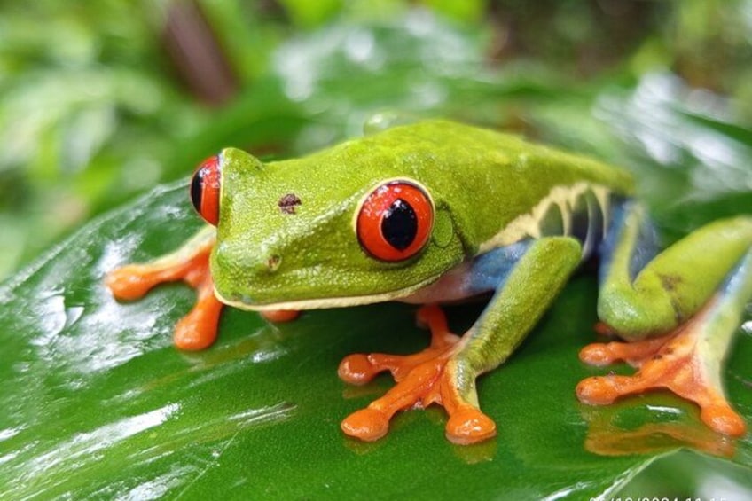 A green frog with red eyes on a green leaf. 1
