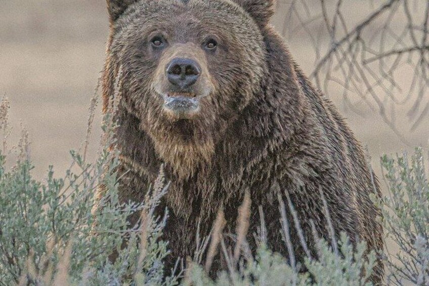 Private VIP Yellowstone National Park Tour from Jackson Hole 4