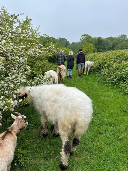 Picture 17 for Activity Kent: Guided Goat and Sheep Walk in the Countryside 4