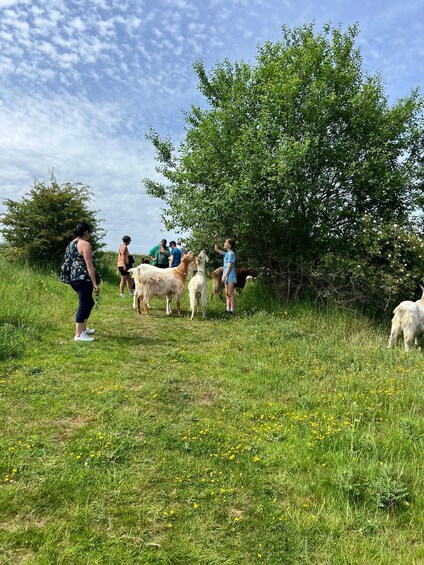 Picture 20 for Activity Kent: Guided Goat and Sheep Walk in the Countryside 3