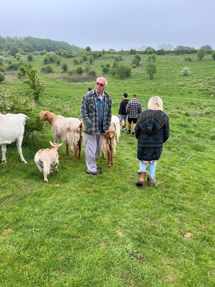 Picture 18 for Activity Kent: Guided Goat and Sheep Walk in the Countryside 5